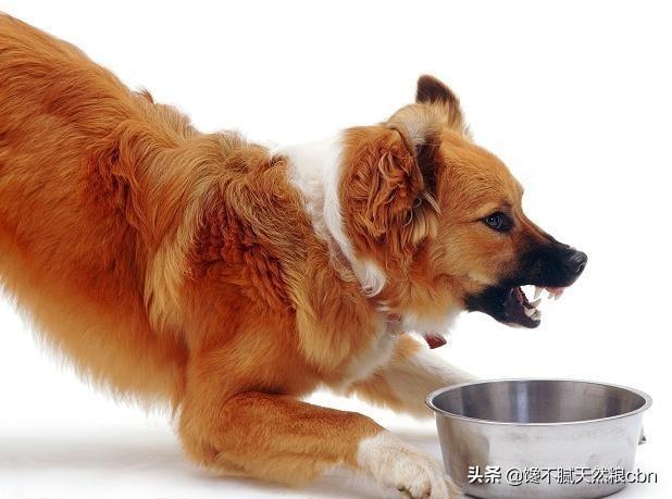莱姆病症状有什么:抗莱姆病有什么真症状 引起狗狗肾衰竭的原因有哪些？该怎么预防？