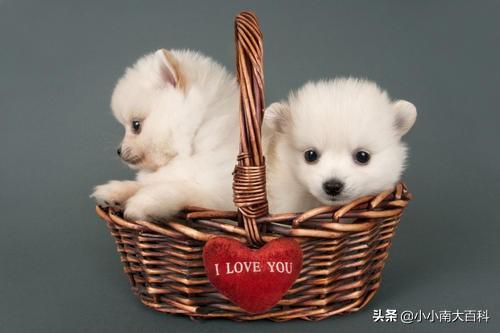 怎么训练狗狗大小便呢:如何训练小狗狗定点上厕所？