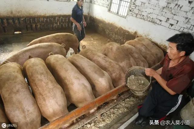 猪砂价格(猪砂价格多少钱一斤)