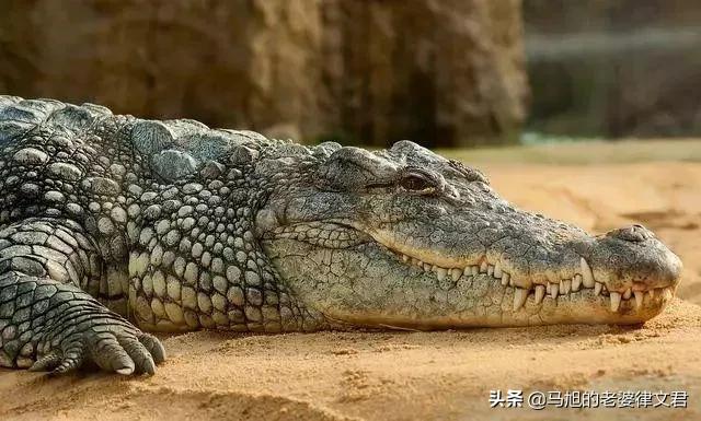 美洲豹鳄鱼:会吃人的是什么有几种动物