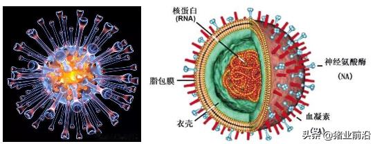 猪的正常体温是多少度?:二百多斤的猪体温39.6流鼻涕不吃食怎么办？