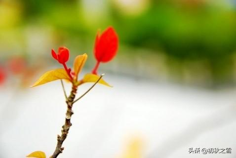 头条问答 萌发花芽的三角梅是否可以 摘心 呢 9个回答