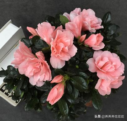 盆栽杜鹃花夏天怎么养:盆栽杜鹃花夏天怎么养? 北方种植盆栽杜鹃花该怎样度夏呢？