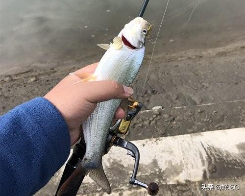 鹤嘴鱼图片:请问钓友这个是什么鱼呀？