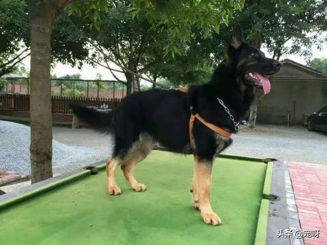 中国牧羊犬网:中国有哪些名犬，怎么样？