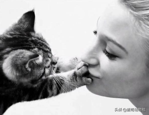 天使猫图片:猫猫不吃人是不是因为体型限制了它？