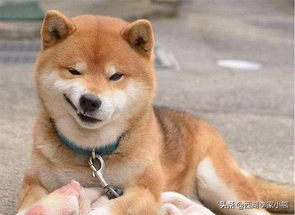狗狗101柴犬训练:柴犬如何去训练掌握生活中的基本动作？