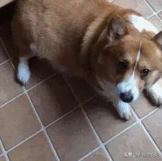 如何分辨真假柯基幼犬:怎么看柯基是不是纯种的？