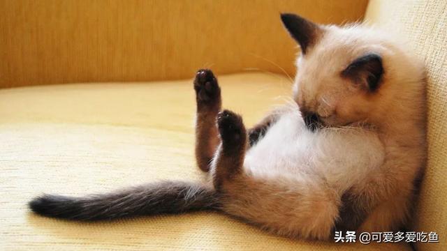 搓手猫卖萌惹人怜:小猫睡醒了就喵喵撒娇蹭我的手还躺倒在我手下是为啥？它想干啥？