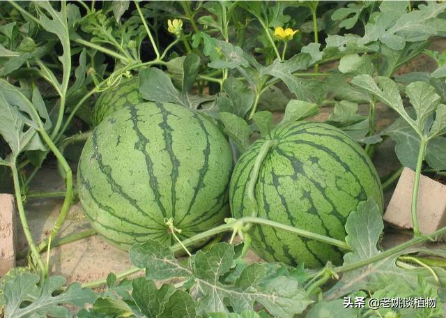 西瓜蛋白质高吗？