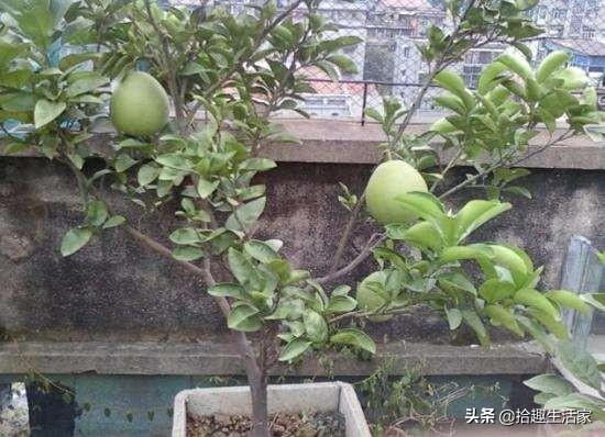 盆栽柚子树的养殖方法:如何把柚子吃完剩下的种子养成盆栽？