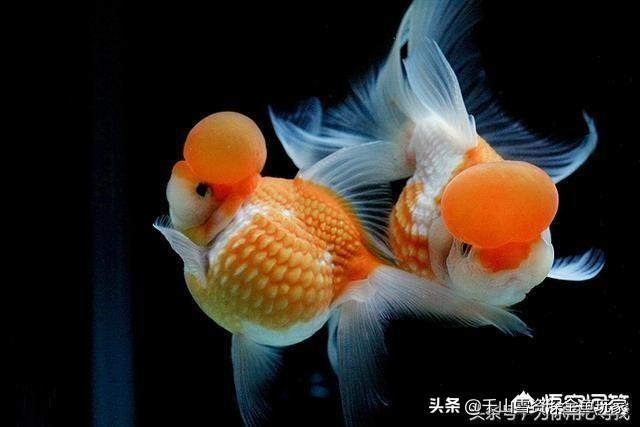 澳洲彩虹鱼发色:冷水鱼有什么好养一点的，除水藻鱼有什么推荐？