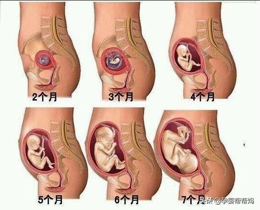 孕晚期是胎儿猛涨期吗？具体是哪几个周？插图12