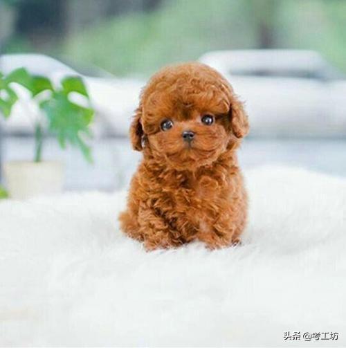 贵宾狗怎么养:养了五年的贵宾犬才三斤重，如何驱虫？