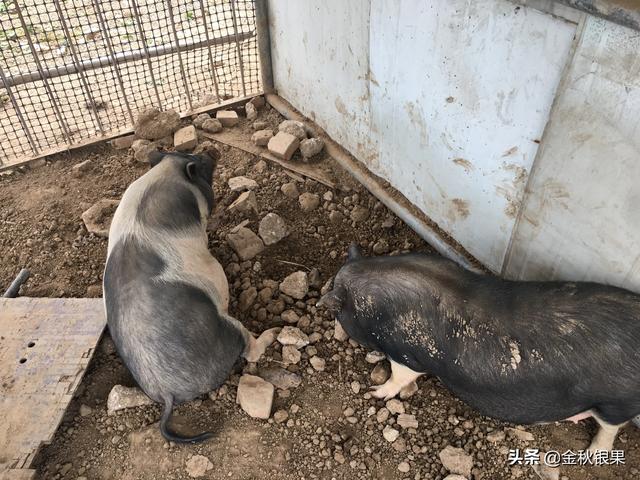 市面上的土豆越来越大，究竟和膨大剂有没有关系？你会吃吗？插图7