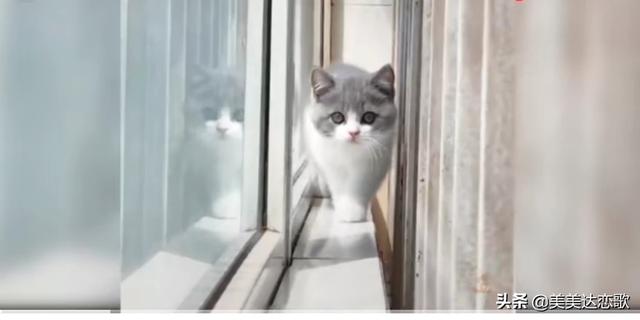猫咪不乖:猫咪在家里很乖不叫要不要紧？