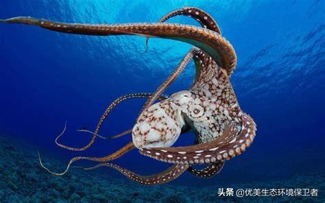 为何说章鱼是最接近外星人的生物？
