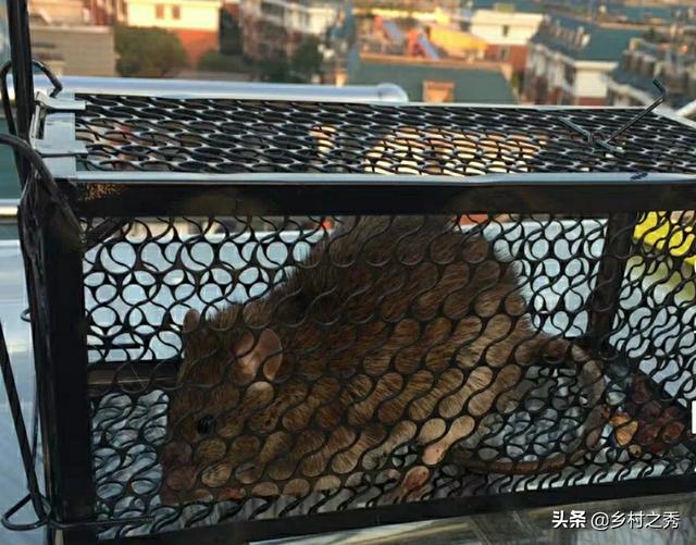 灭老鼠方法:不用老鼠药，有什么好办法灭老鼠？