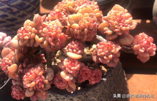 多肉植物蚜虫怎么防治:多肉植物介壳虫怎样清理？