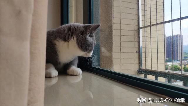 帕拉斯猫为什么不能养:问，猫爱咬人这猫能养吗？ 帕拉斯猫