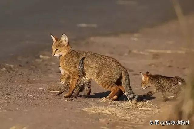 豹猫图片猫照片:丛林猫和豹猫在自然界中是什么关系？