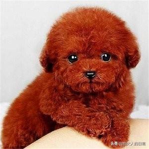 贵宾犬美容图片欣赏:你知道泰迪犬有多少种毛色吗？你最喜欢哪种，为什么？ 灰贵宾犬图片欣赏