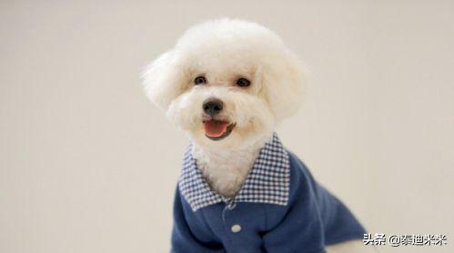 狗狗衣服:宠主们是如何给狗狗保暖的？