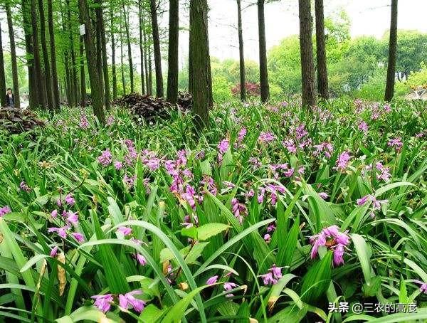 药草白芨图片:什么菌肥对提高白及产量好？