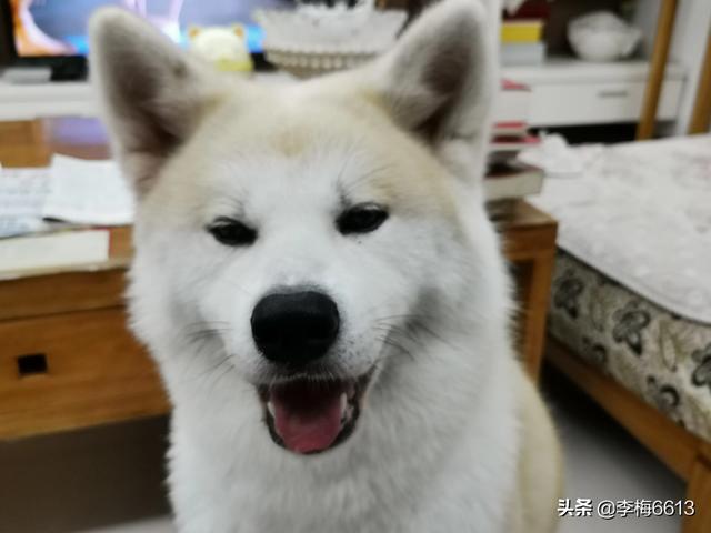 秋田犬八千图片:怎么区分秋田犬和柴犬的图片？