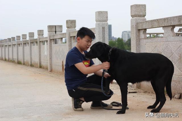天津黑色德国牧羊犬:养黑色的狗狗，会有什么人家体会不到的快乐呢？