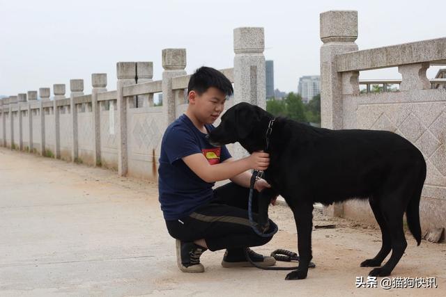 狗咬人图片:“被狗咬只要狗几天内不发疯，人就不会得狂犬病！”真是这样吗？