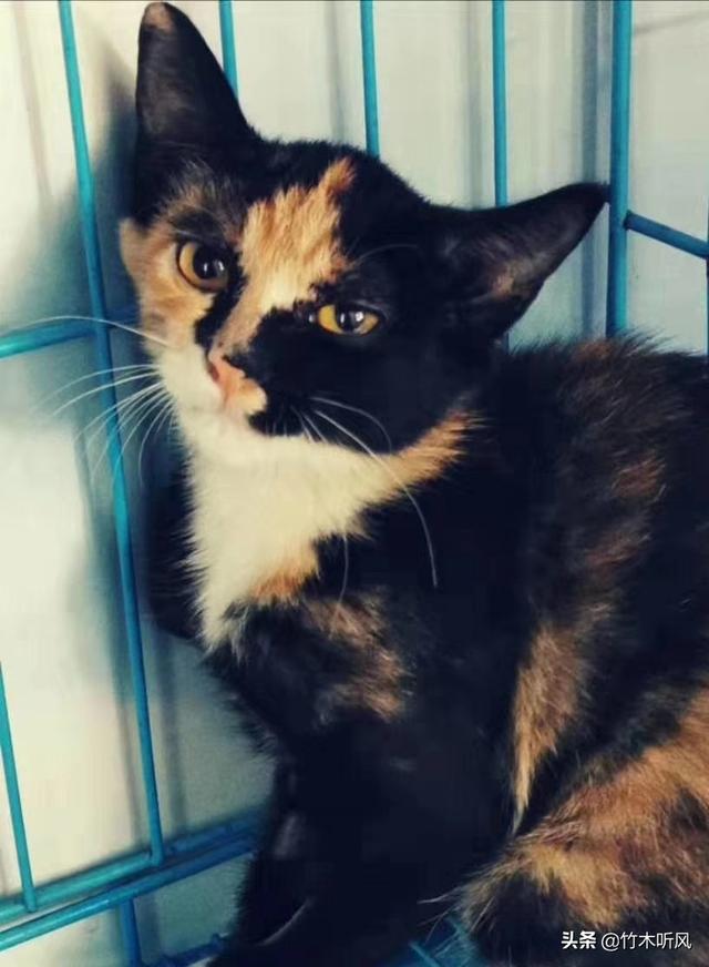 狸花猫图片高清:狸花猫会不会保护自己的主人？为什么？