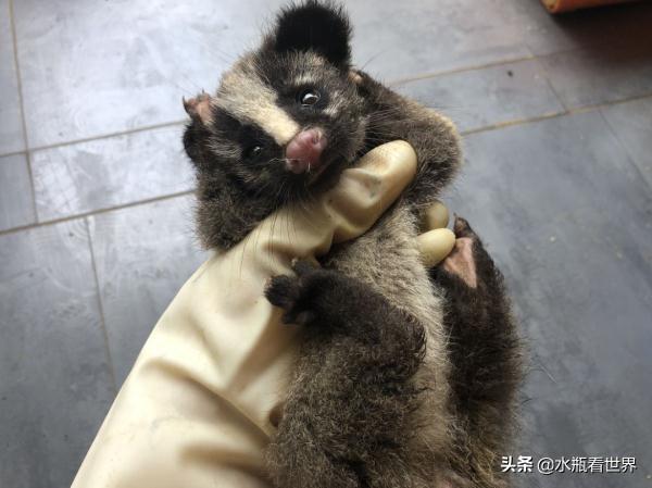 头条问答 - 合肥一小区现两只果子狸幼崽,它们的妈妈或已遭不测, 你