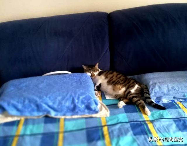 猫救小主人:在旅途中救了一只刚满月的小猫是就地送人还是自己带回家喂养？