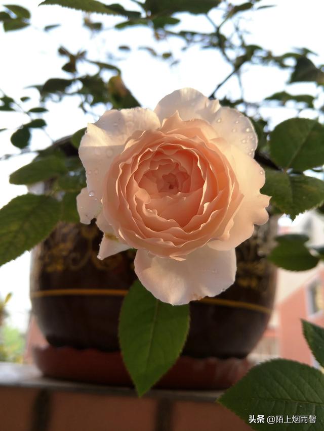 最香的几款月季品种是什么？插图39