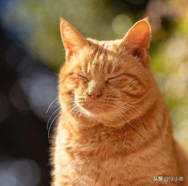 猫咪不乖:我养了一只猫，它很不乖，很凶，我能放弃它吗？ 猫咪不乖应该怎么教训