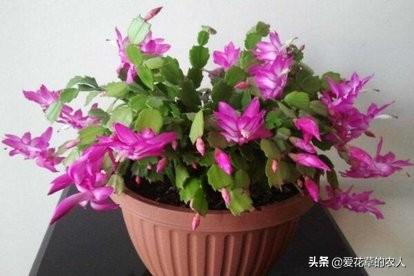 一叶兰能用淘米水浇吗:淘米水和洗菜水可以用来浇兰花吗？