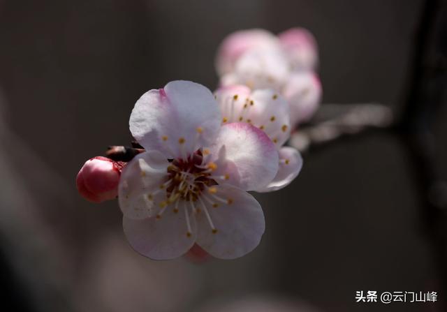 发<a href=https://maguai.com/list/256-0-0.html target=_blank class=infotextkey><a href=https://maguai.com/list/256-0-0.html target=_blank class=infotextkey>朋友圈</a></a>专用图片:有喜欢微距摄影的朋友发几张片子出来让大家欣赏吧？