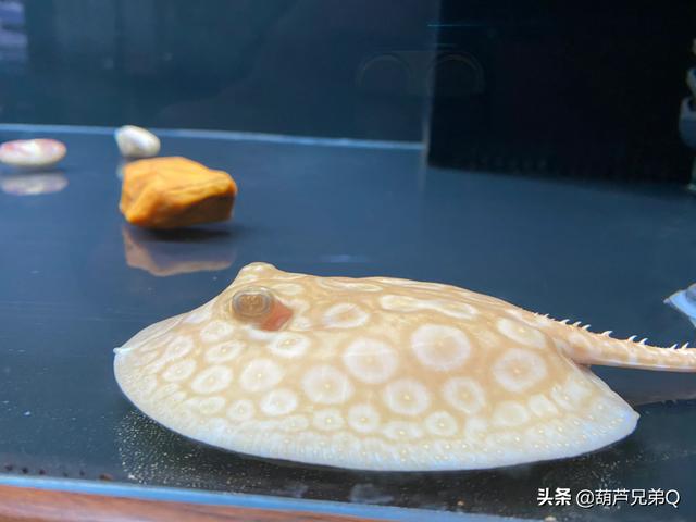 家中养鱼好么:鱼适合家家都养吗？哪些适合家养？