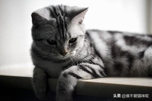 猫癣:猫咪长猫藓，你一般自己给它治疗还是送专业宠物诊所？