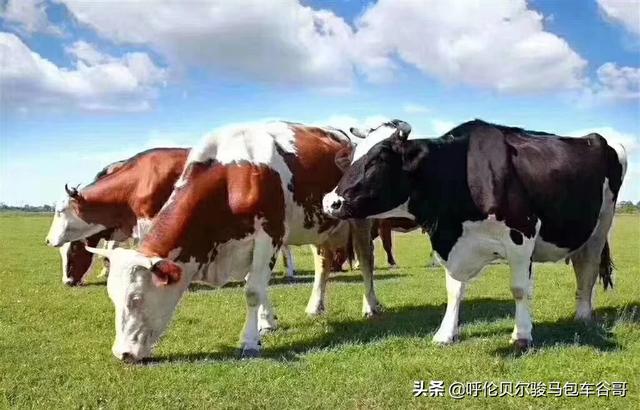 苏州宠物网型号规格:怎样的相机适合新手？有什么好相机可以推荐的？