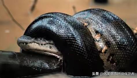 水蚺蛇图片:世界第一巨蛇真实照片水蚺 世界上最大的水蚺有多长，多重？