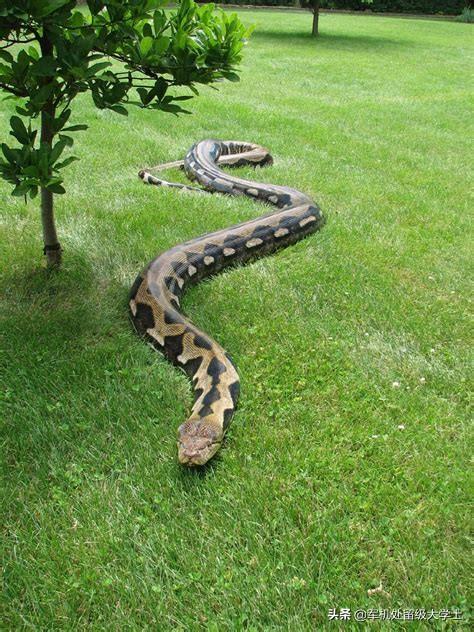 头条问答 - 在农村的山林里面,体型相当的眼镜王蛇和蟒蛇相遇,你觉得