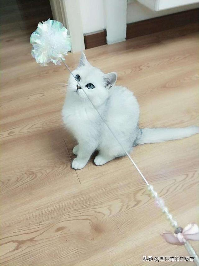 欧洲短毛猫:英国短毛猫好养吗？养它应该注意什么？ 欧洲短毛猫和狸花猫的区别