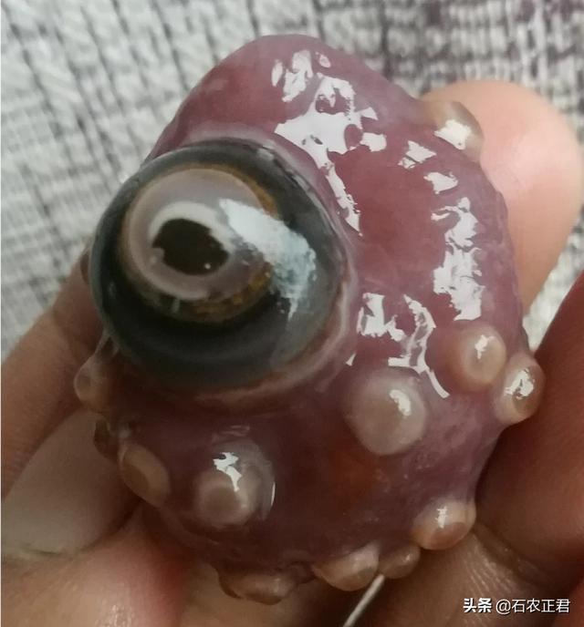 战国红不值钱,战国红的原产地在哪里？有没有交易市场？