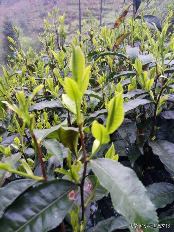 中国一流的红茶有哪些？