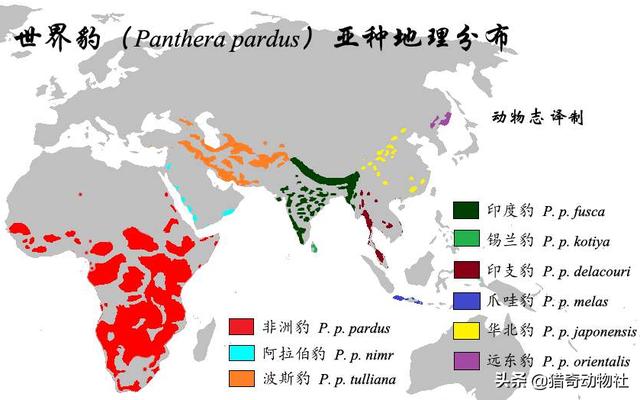速度与猎豹不相上下的格雷伊猎犬:波斯豹打的过亚洲黑熊吗？