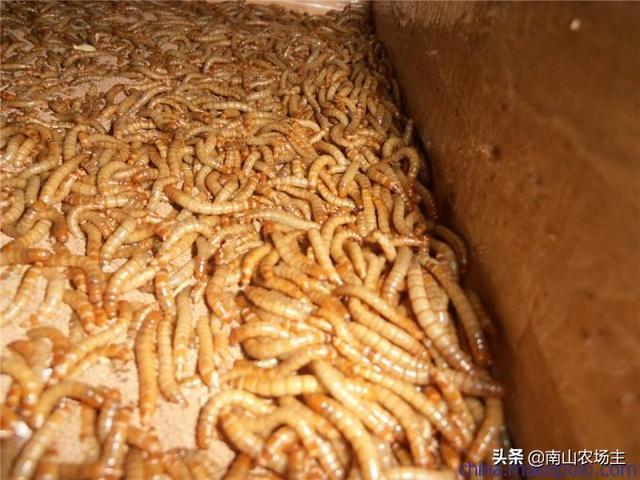 黄粉虫的养殖技术:黄粉虫养殖技术与种苗 如何饲养黄粉虫？成本如何？