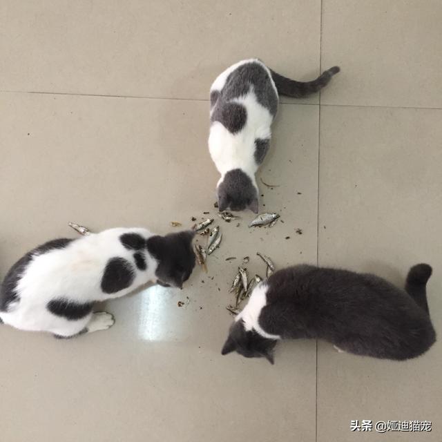 家猫品种哪种好看些:什么猫适合家养，要可爱，温顺不会抓家具的？