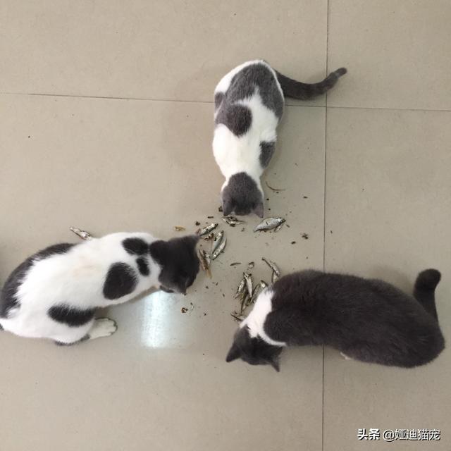 可爱宠物小猫咪:为什么猫咪看起来很可爱？